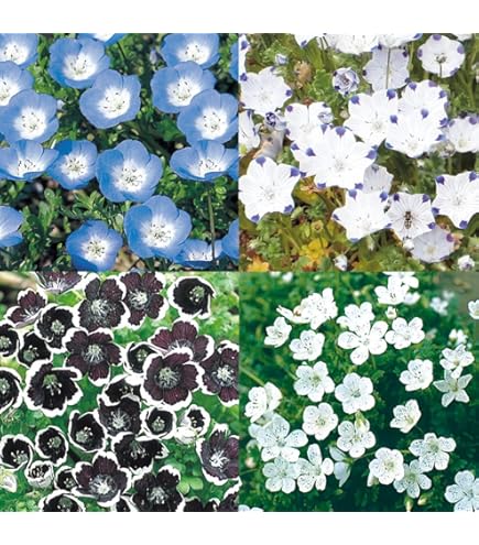 Amazon | サカタのタネ 実咲花6610 ネモフィラ マキュラータ 00906610